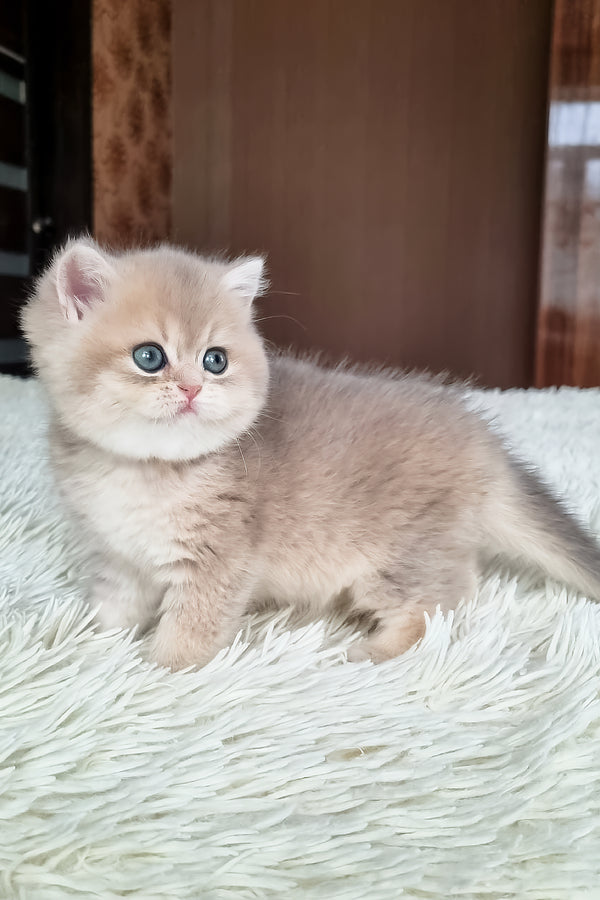 Stesha | British Shorthair Kitten