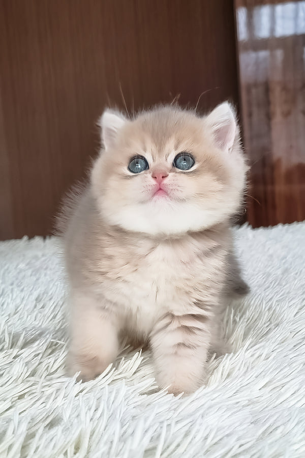 Stesha | British Shorthair Kitten