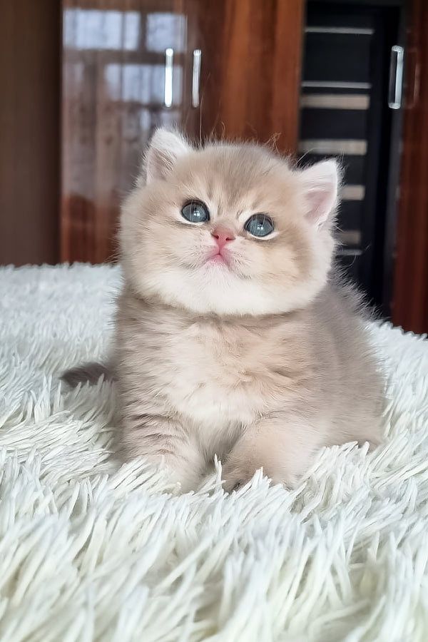 Stesha | British Shorthair Kitten