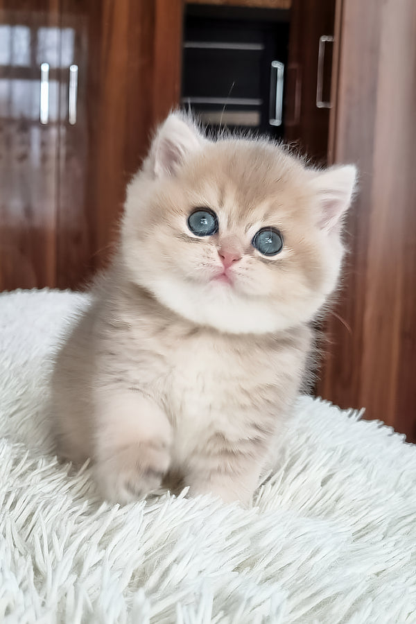 Stesha | British Shorthair Kitten