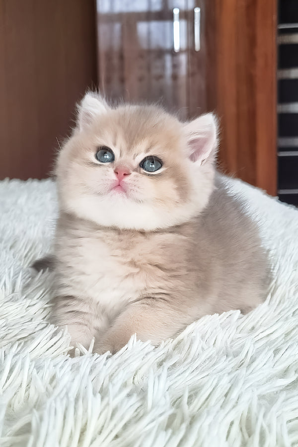 Stesha | British Shorthair Kitten