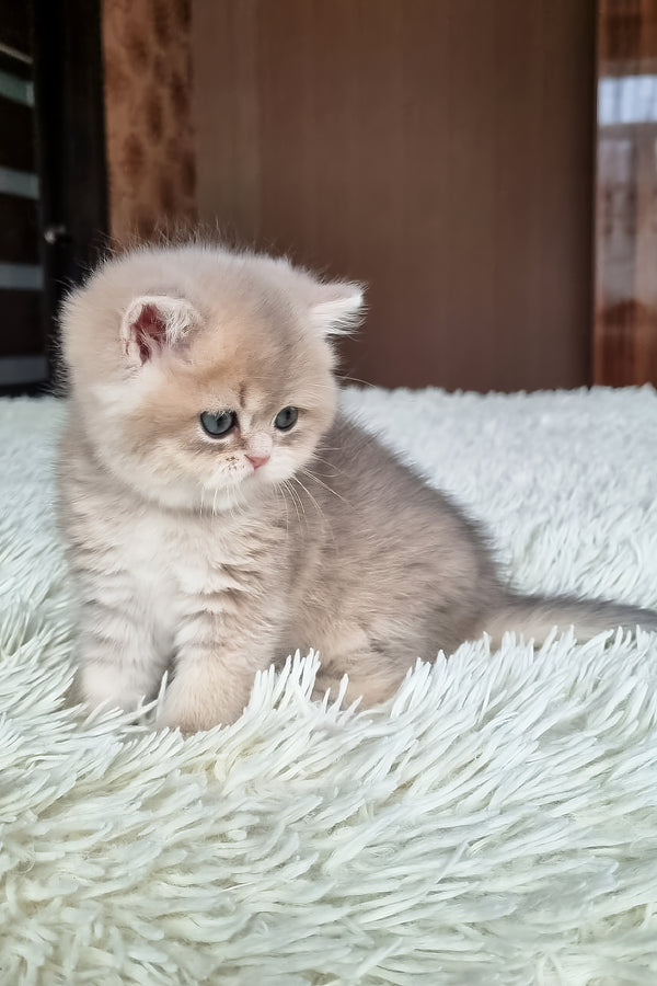 Stesha | British Shorthair Kitten