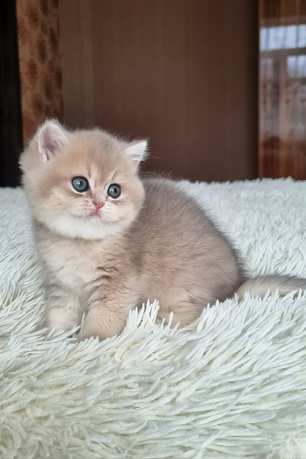 Stesha | British Shorthair Kitten