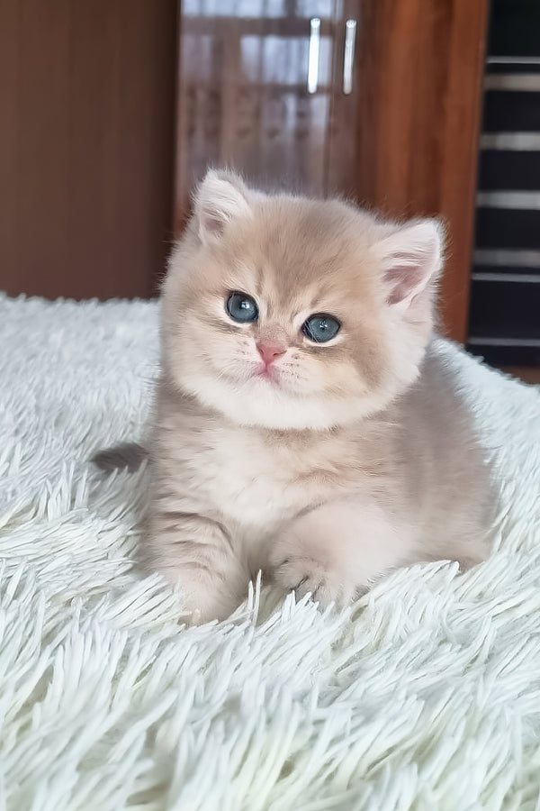 Stesha | British Shorthair Kitten