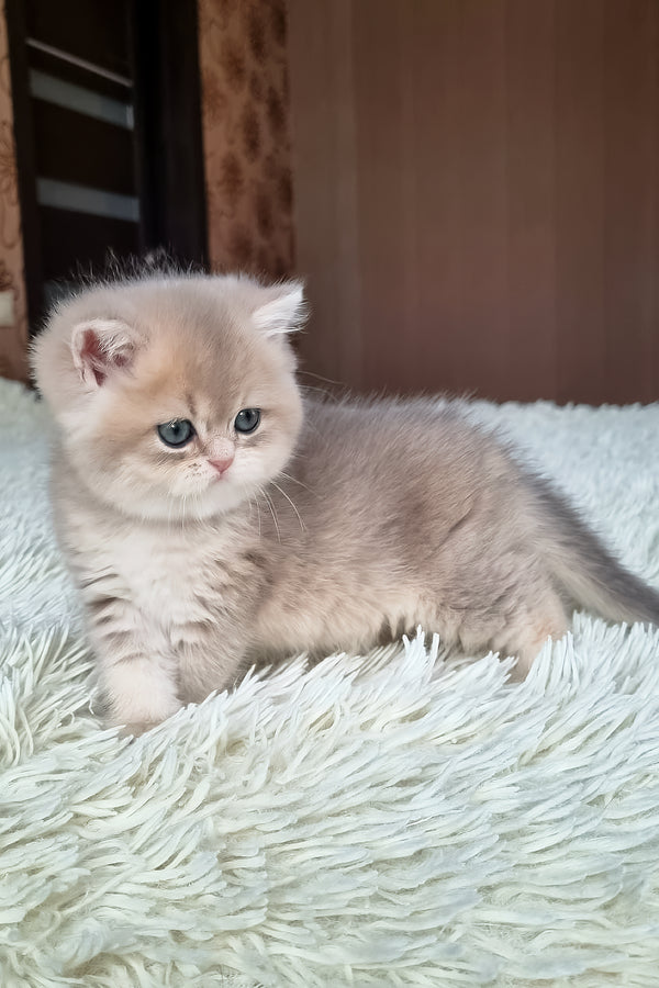 Stesha | British Shorthair Kitten