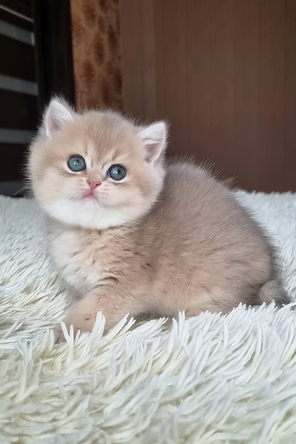 Stesha | British Shorthair Kitten