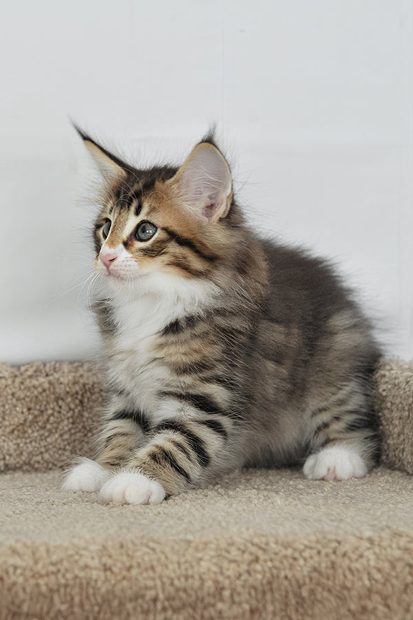 Adam | Norwegian Forest Kitten