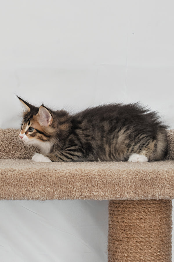 Adam | Norwegian Forest Kitten