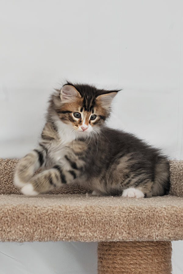 Adam | Norwegian Forest Kitten