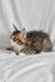 Adam | Norwegian Forest Kitten