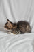 Adam | Norwegian Forest Kitten
