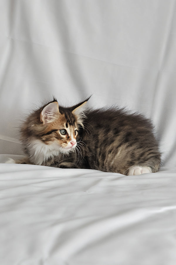 Adam | Norwegian Forest Kitten