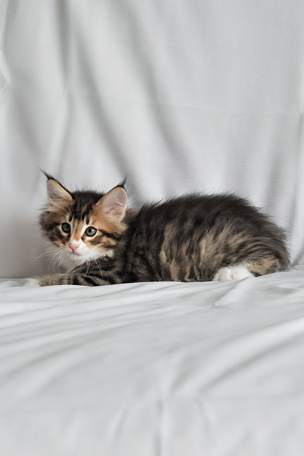 Adam | Norwegian Forest Kitten