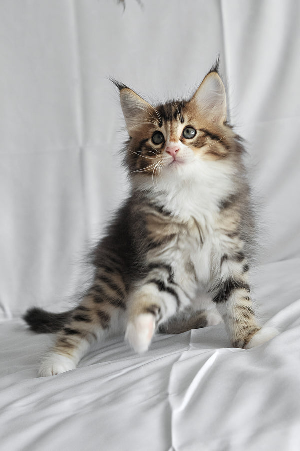 Adam | Norwegian Forest Kitten