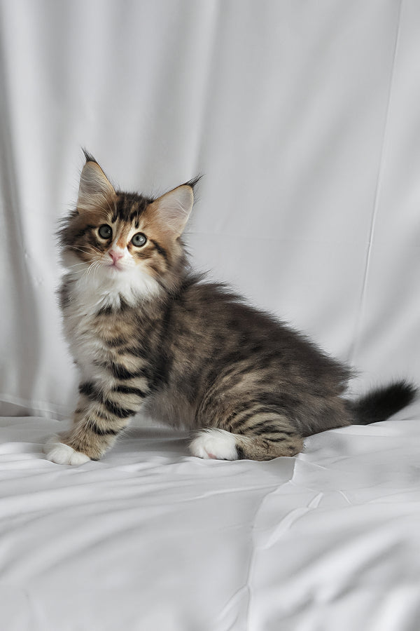 Adam | Norwegian Forest Kitten