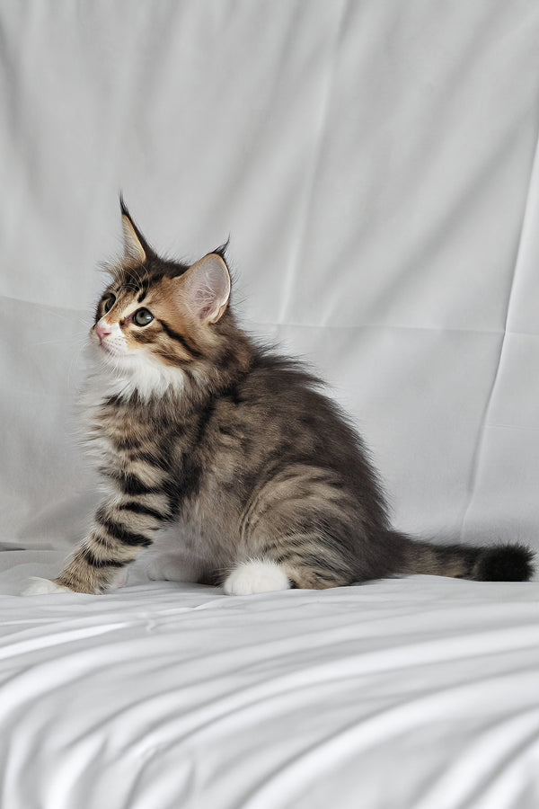 Adam | Norwegian Forest Kitten