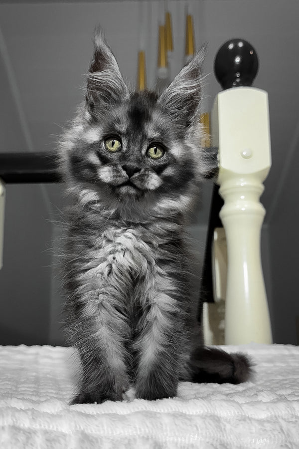 Adelina | Maine Coon Kitten