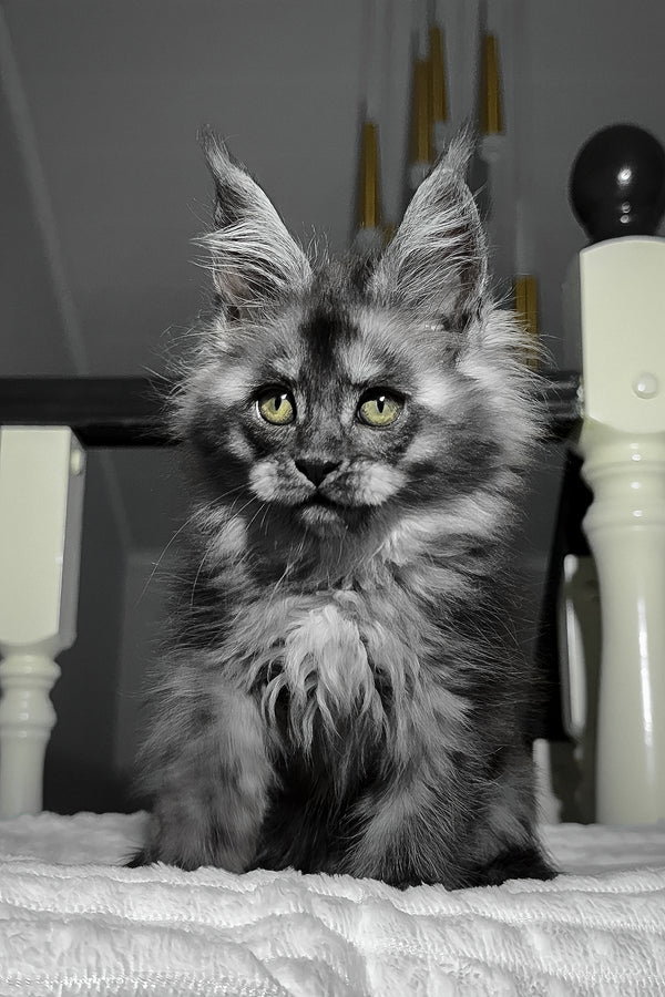Adelina | Maine Coon Kitten