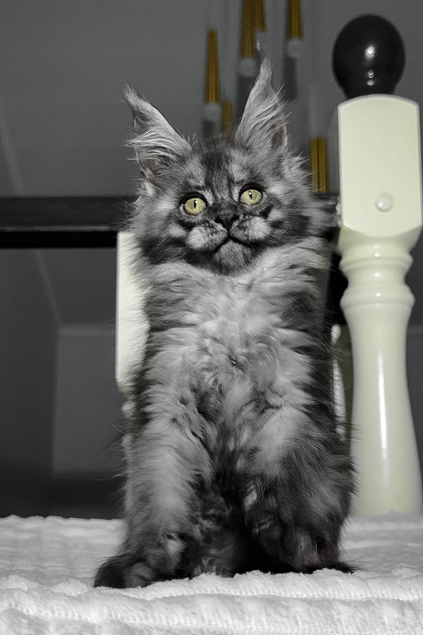 Adelina | Maine Coon Kitten
