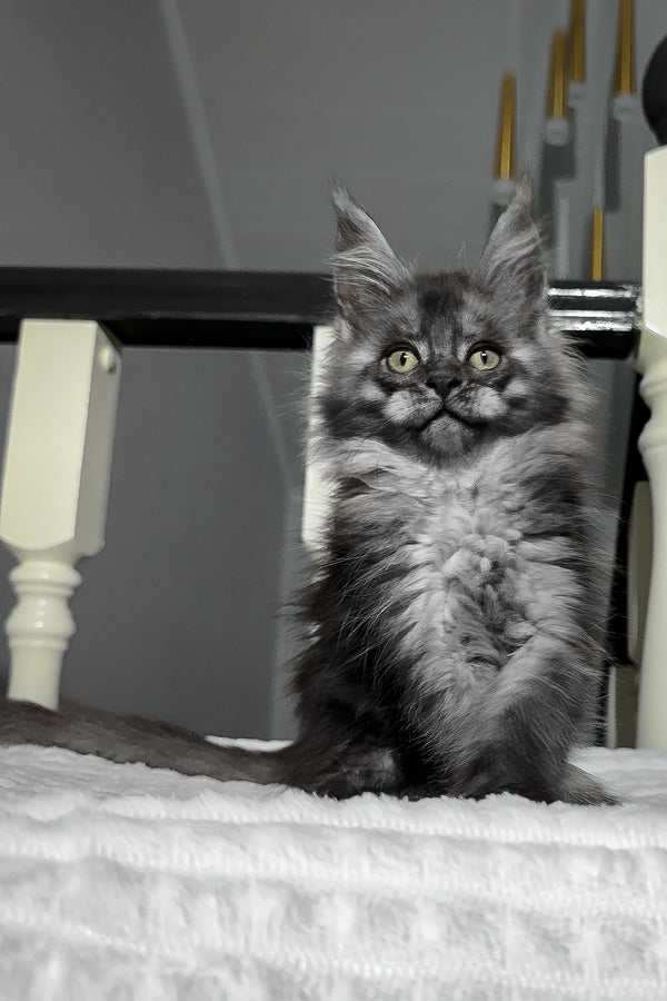 Adelina | Maine Coon Kitten