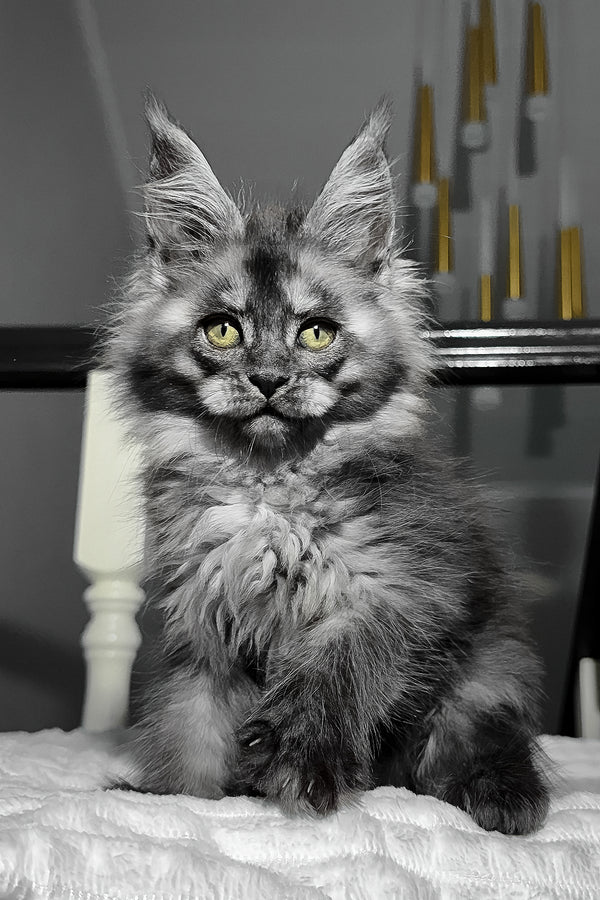 Adelina | Maine Coon Kitten