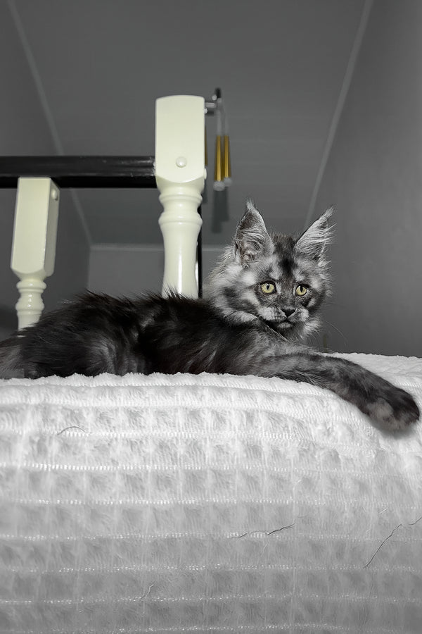 Adelina | Maine Coon Kitten