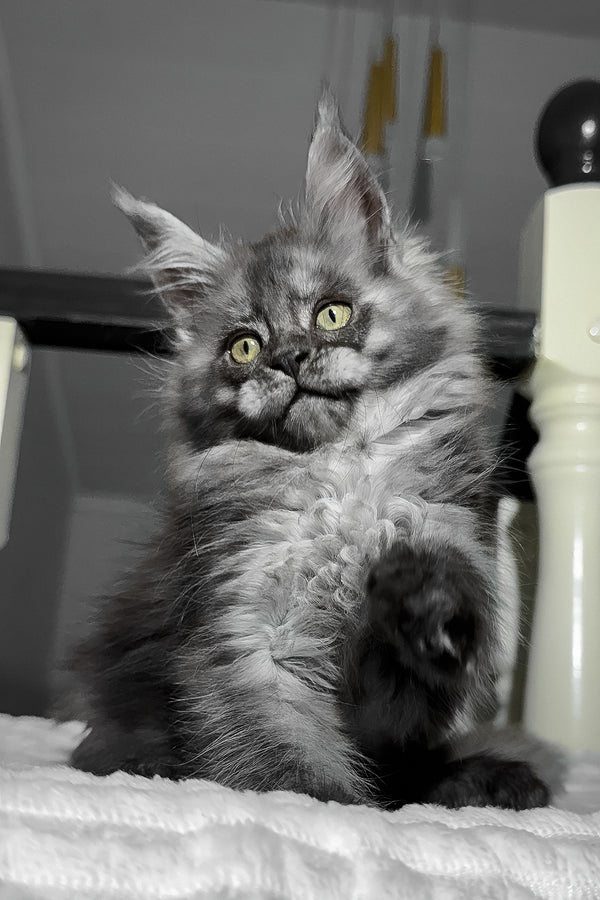 Adelina | Maine Coon Kitten