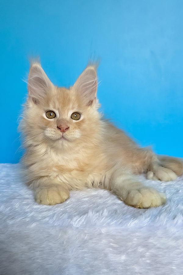 Adrian | Maine Coon Kitten