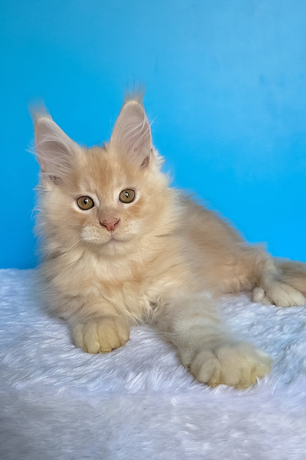 Adrian | Maine Coon Kitten