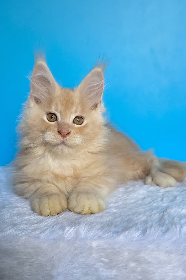 Adrian | Maine Coon Kitten