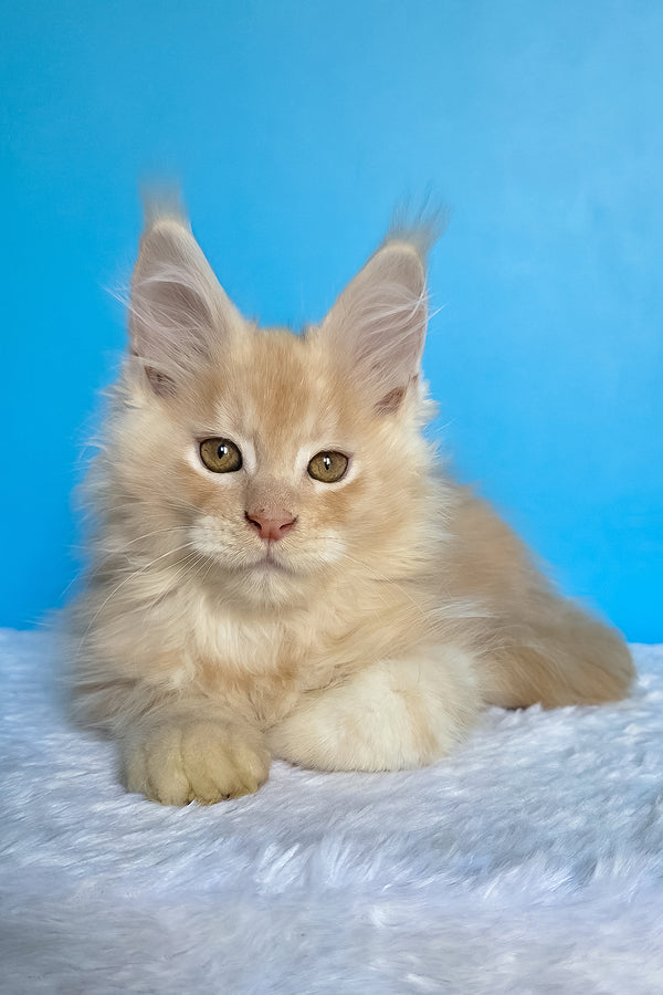 Adrian | Maine Coon Kitten