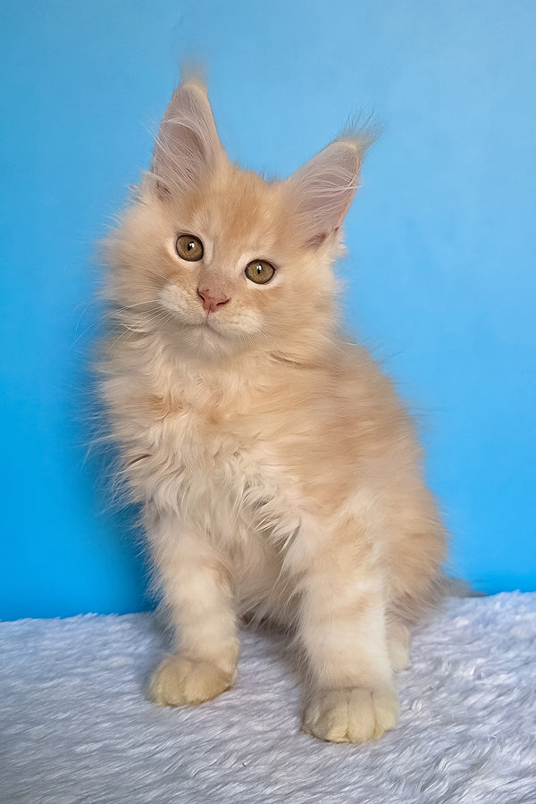 Adrian | Maine Coon Kitten