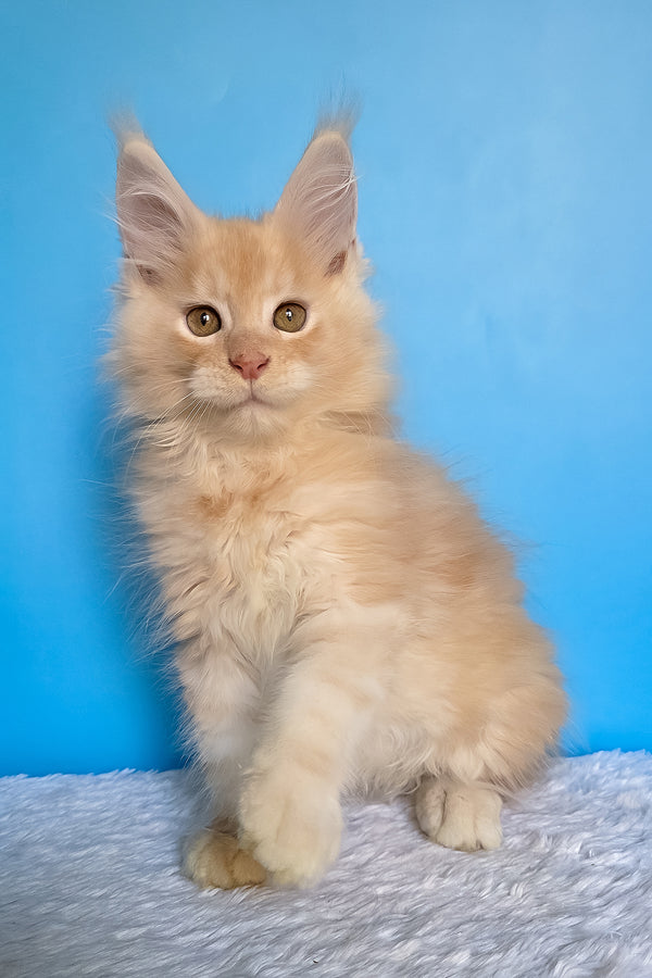 Adrian | Maine Coon Kitten