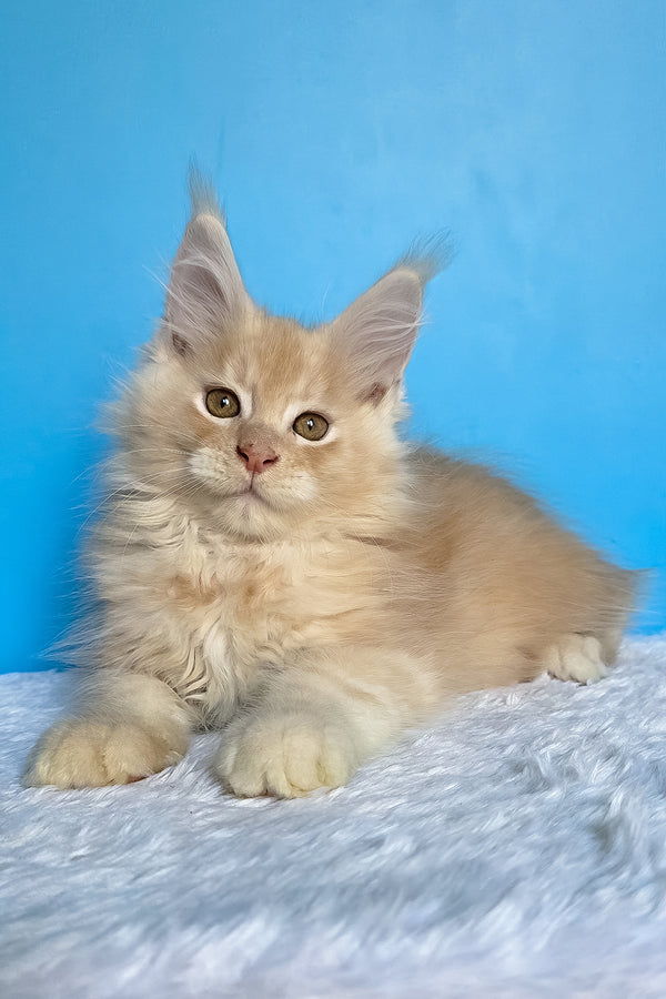 Adrian | Maine Coon Kitten