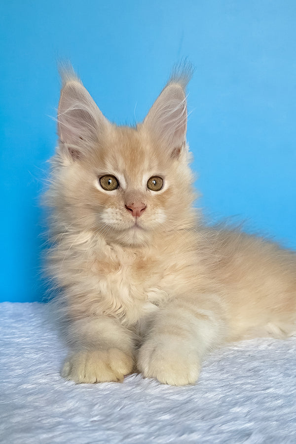 Adrian | Maine Coon Kitten