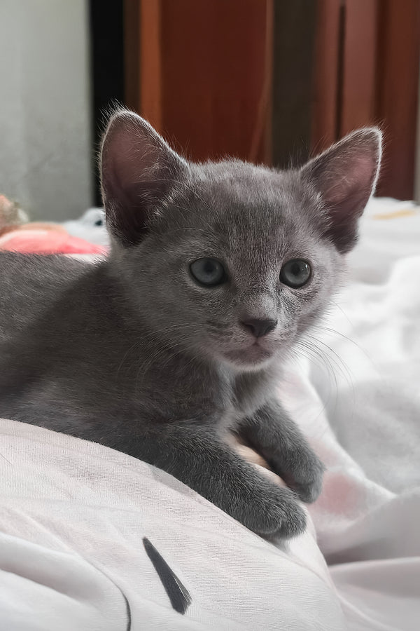 Afina | Russian Blue Kitten