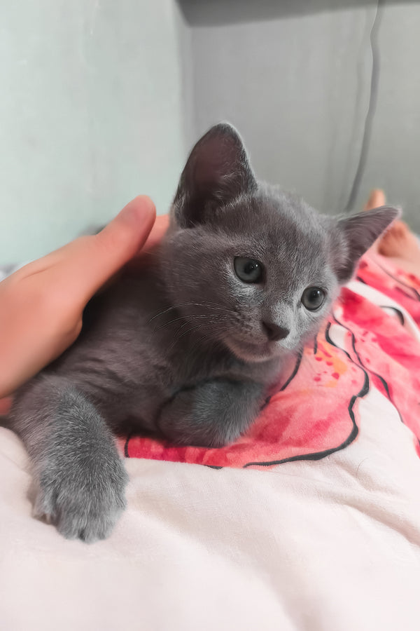 Afina | Russian Blue Kitten
