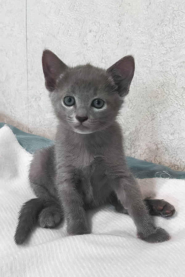 Afina | Russian Blue Kitten