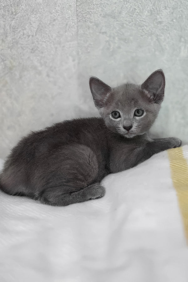 Afina | Russian Blue Kitten