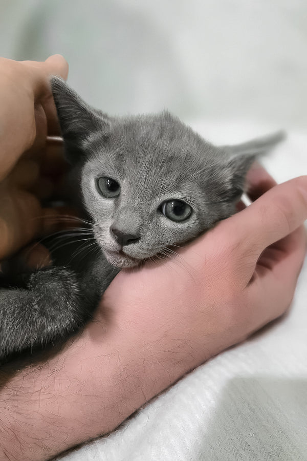 Afina | Russian Blue Kitten