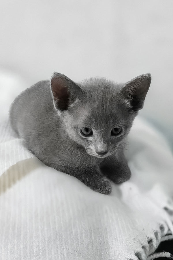 Afina | Russian Blue Kitten