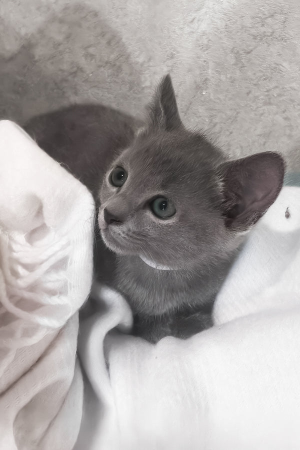 Afina | Russian Blue Kitten