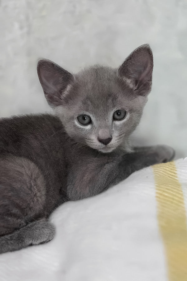Afina | Russian Blue Kitten