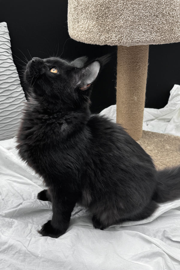 Agate | Maine Coon Kitten