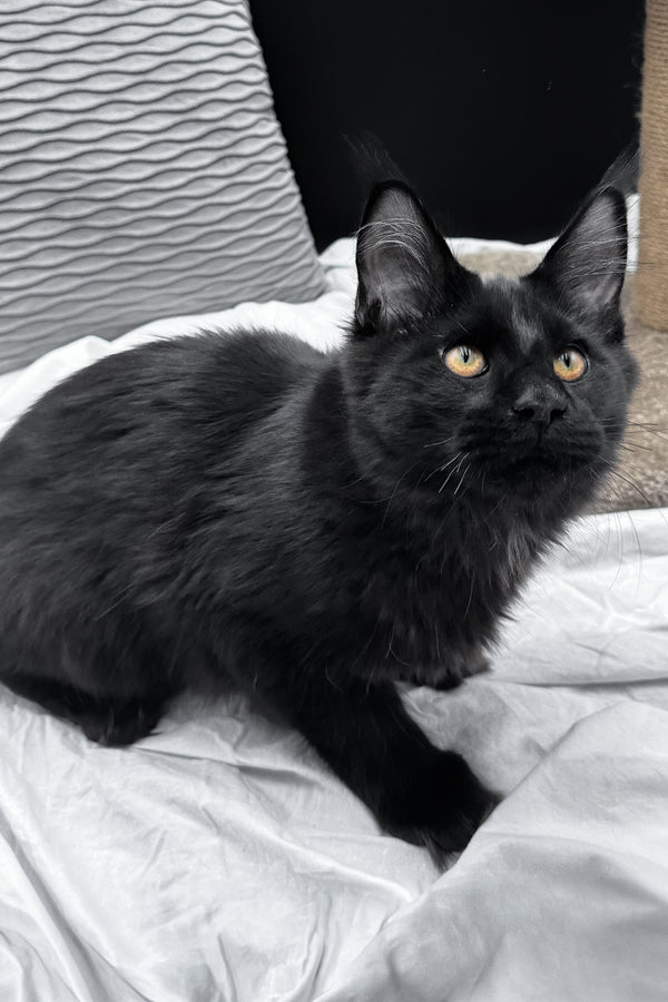 Agate | Maine Coon Kitten