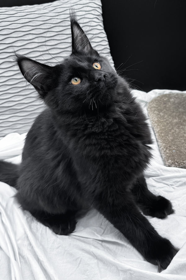 Agate | Maine Coon Kitten