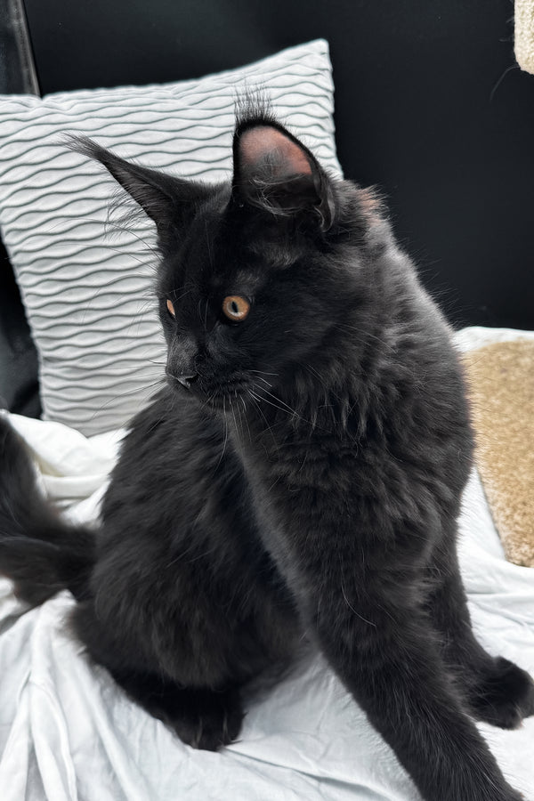 Agate | Maine Coon Kitten