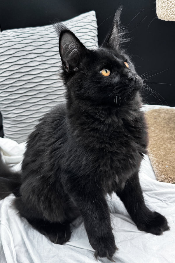 Agate | Maine Coon Kitten