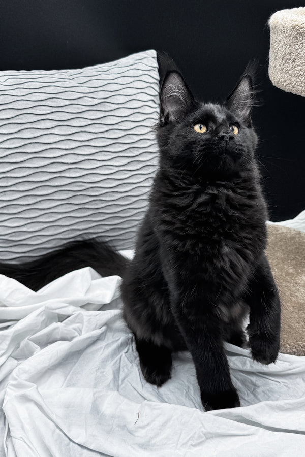 Agate | Maine Coon Kitten
