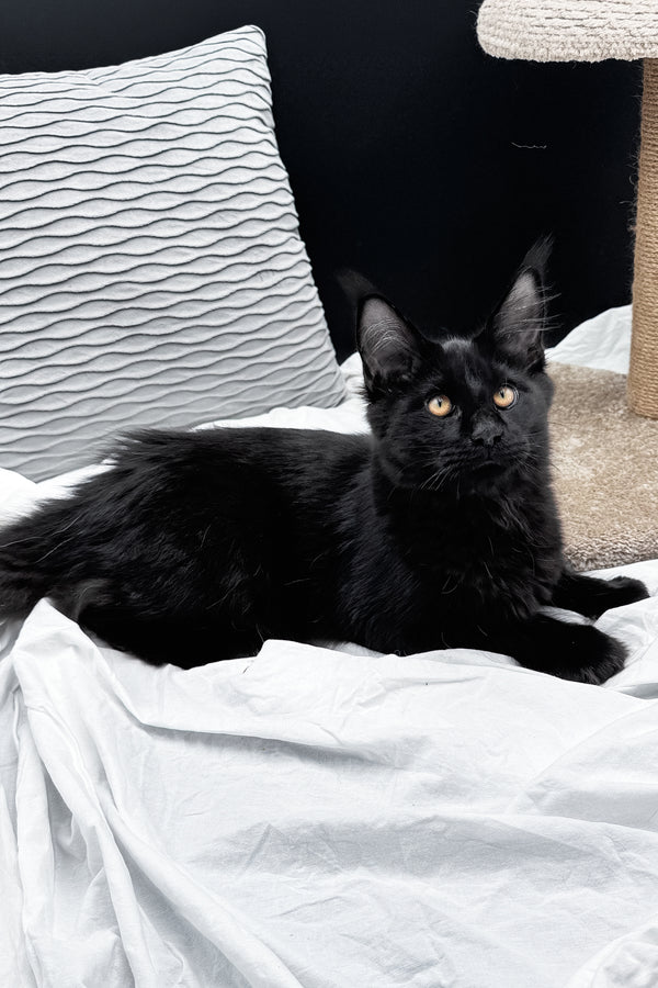 Agate | Maine Coon Kitten